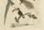 Black Bertuch, Toucan, Hornbill and Birds of Paradise, 1790, Engraving For Sale - Image 8 of 10