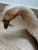 A striking vintage Arthur Court Designs carved wooden swan sculpture, dated 1990. Beautifully sculpted with an elongated,...