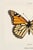 Monarch Butterfly by Sherman F. Denton, Vintage Entomology Reproduction Art Print, 24" × 36" For Sale - Image 4 of 6