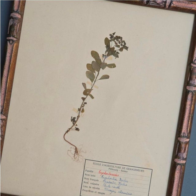 Swiss Herbarium Panels from École Dagriculture de Grangeneuve, 1920s, Set of 4 For Sale - Image 10 of 18