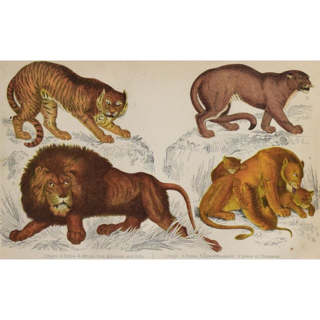 19th Century Antique English Lion and Tiger Engraving For Sale - Image 4 of 5