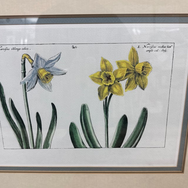 Daffodil Botanical Art Print, Framed For Sale - Image 12 of 12