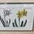 Daffodil Botanical Art Print, Framed For Sale - Image 12 of 12