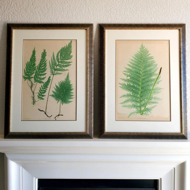 Set of Two 19th Century English Victorian Nature Printed Ferns in Custom Gilt Carved Wood Frames For Sale In San Diego - Image 6 of 12