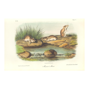 1851 Audubon Quadruped Octavo Lithograph "Plate 100 Missouri Mouse"
