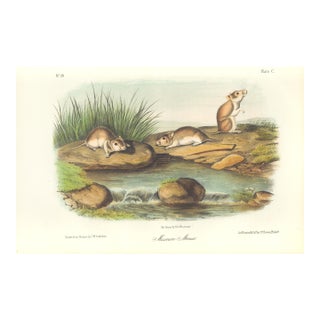1851 Audubon Quadruped Octavo Plate 100 Missouri Mouse Reproduction Print For Sale