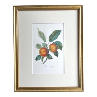 Apple 'Doux-Juvigny', Botanical Print by Pierre Jean Francois Turpin. For Sale
