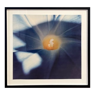 1970s Morning Glory Photography Series 7 of 7 For Sale