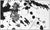 Abstract Late 20th Century Untitled (l.232; sf.241) Abstract Black Lithograph Sam Francis For Sale - Image 3 of 5