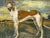**Edwardian British Lurcher Portrait Signed J. Warnes, Circa 1910** *An Evocative English Sporting Dog Portrait In A...