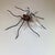 Mid-Century Modern Spider Wall Lamp, 1960s For Sale - Image 15 of 18