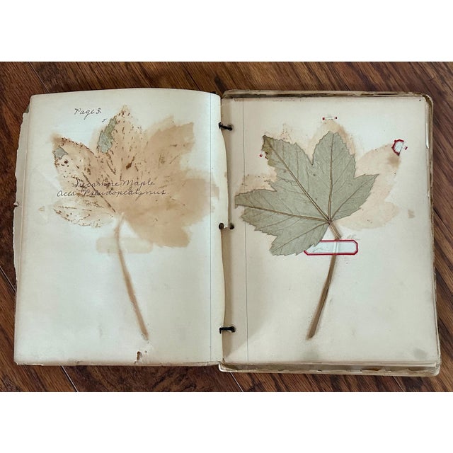 Antique Botany Herbarium: 1900s Lab Notes & Drawings - Columbia City High School For Sale - Image 4 of 10