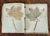 Antique Botany Herbarium: 1900s Lab Notes & Drawings - Columbia City High School For Sale - Image 4 of 10