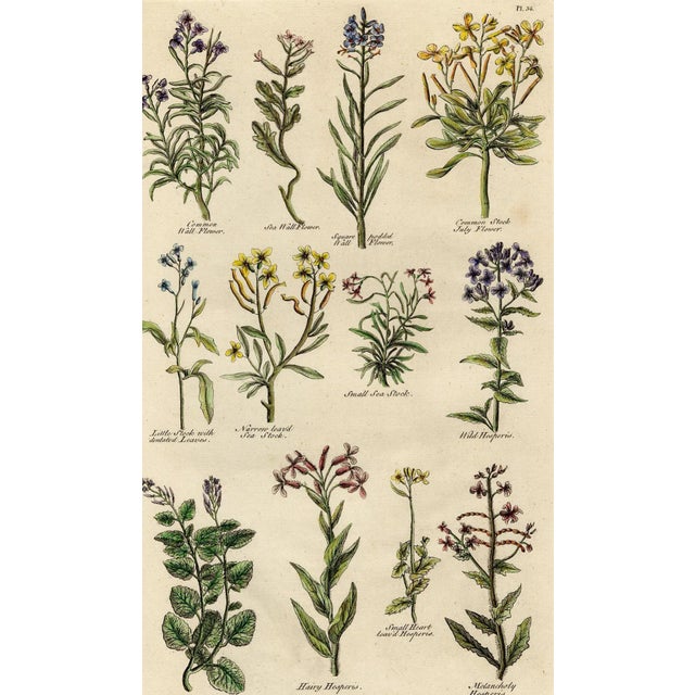 Beautiful and rare antique botanical engraving taken from the famous John Hill herbarium with numerous flowers arranged in...