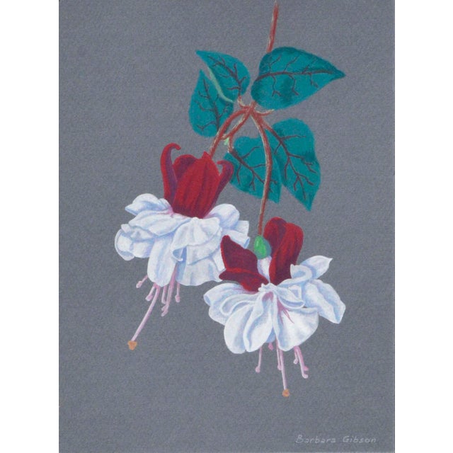 Acrylic painting of white, red, and pink "Swingtime" varietal of fuchsia flowers, hanging from a vine on grey art board by...