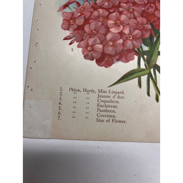Antique Botanical Phlox Print For Sale - Image 4 of 8