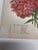 Antique Botanical Phlox Print For Sale - Image 4 of 8