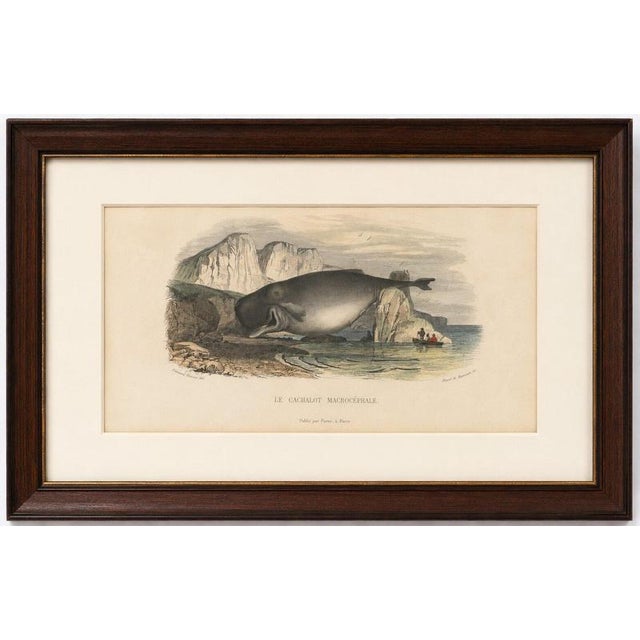 Le Cachalot Macrocéphale (Sperm Whale), Hand-Colored Engraving, 1840 A dramatic and finely executed natural history...