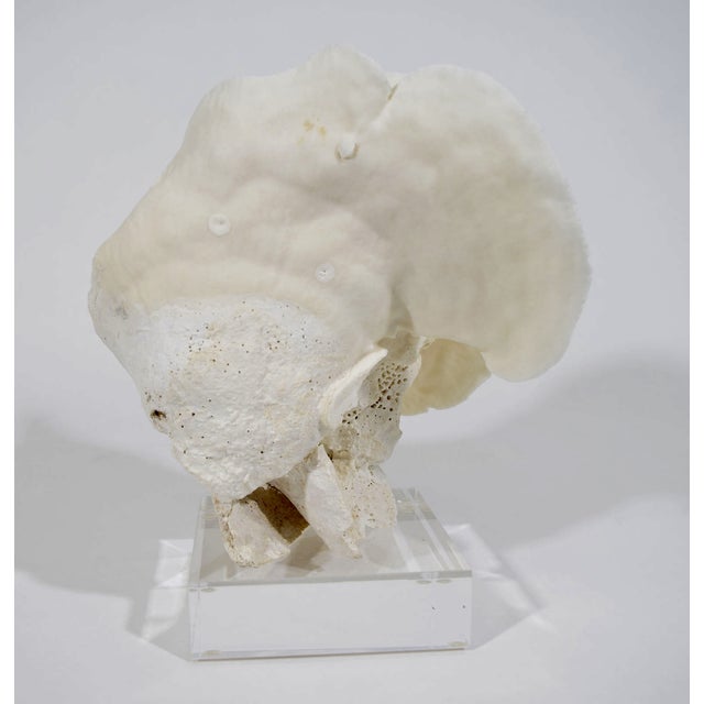 Coral on Lucite Stand For Sale - Image 4 of 4