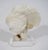 Coral on Lucite Stand For Sale - Image 4 of 4