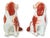 Pair of antique Staffordshire spaniels, circa 1860, hand-painted in russet and white. Rare separate front leg modeling....