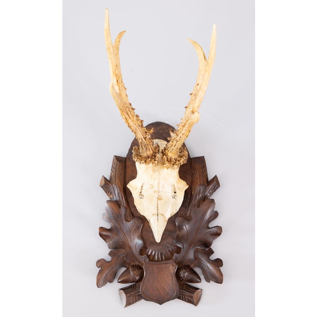 Wood Antique Black Forest Roe Deer Antlers Hunting Trophy 1906 Mount For Sale - Image 7 of 7