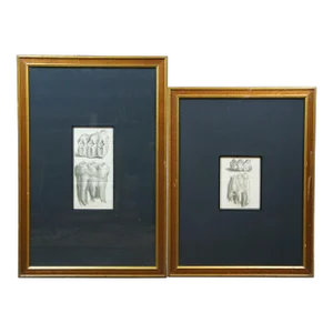 2 Antique French 18th Century Jacques De Sève Mastodon Mammut Tooth Engravings