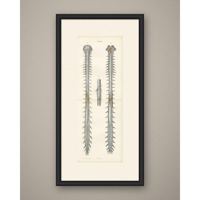 This antique anatomy print of the spinal nerve roots along the whole cord is an original 1866 hand coloured lithograph...