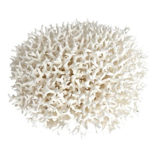 Exceptional Birdsnest Coral Specimen For Sale