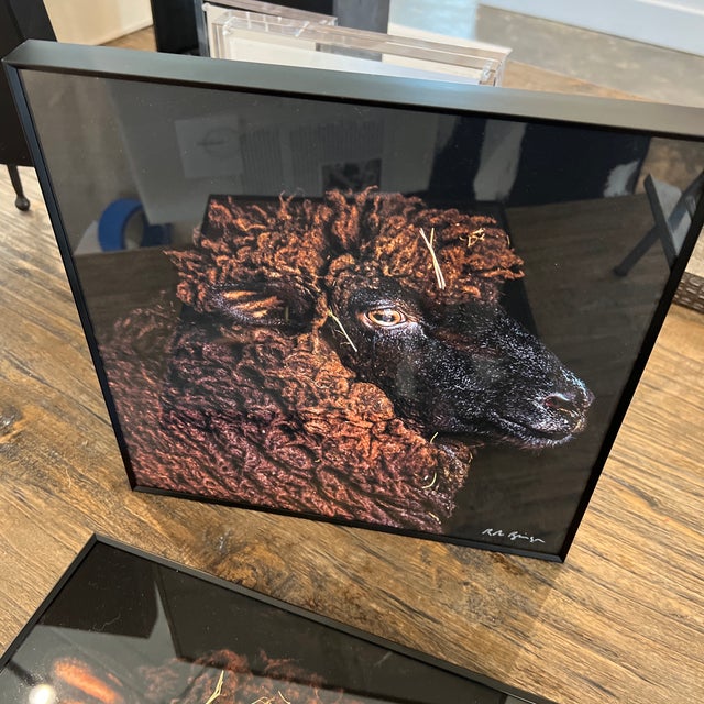 Black "Pearl" Contemporary Animal Portrait Print by Rob Brinson For Sale - Image 8 of 10