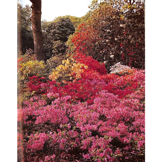 "The Rothschild Rhododendrons: A Record of the Gardens at Exbury" 1967 Phillips, c.e. & Barber, Peter N. For Sale - Image 11 of 12