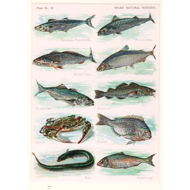 Taken from a vintage encyclopedia, this is a rare piece & in excellent condition. Professionally matted and framed. Each...