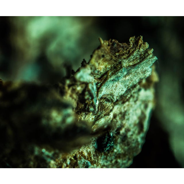 Contemporary Marko Milić, Viper, Abstract Photography For Sale - Image 3 of 6