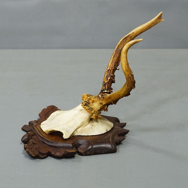 Wood Set of Six Antique Roe Deer Trophies, Germany Ca. 1890s / 1900s For Sale - Image 7 of 10