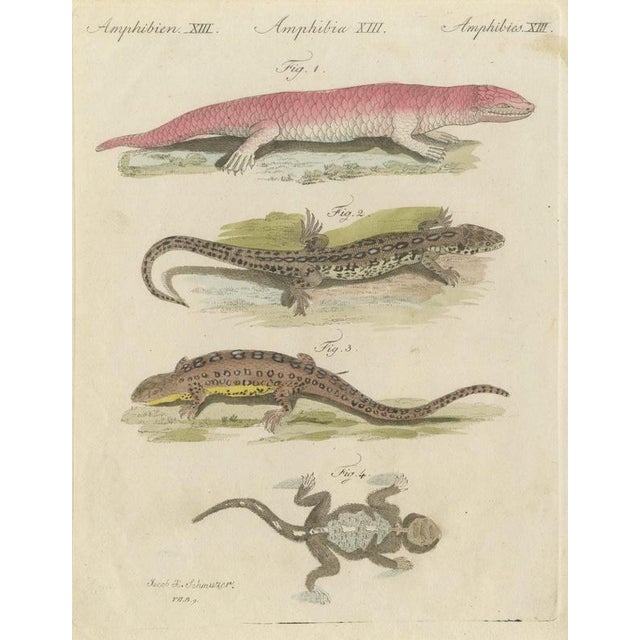 Bertuch, Skink and Grey Lizards, 1805, Print For Sale - Image 12 of 12