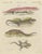 Bertuch, Skink and Grey Lizards, 1805, Print For Sale - Image 12 of 12