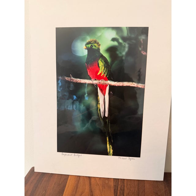 1980s Michael Fogden Signed “Resplendent Quetzal” Costa Rica Wildlife Photograph, 11” × 14” Matted For Sale - Image 5 of 11