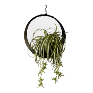 1970s Hanging Swag Silk Fern in Black Basket