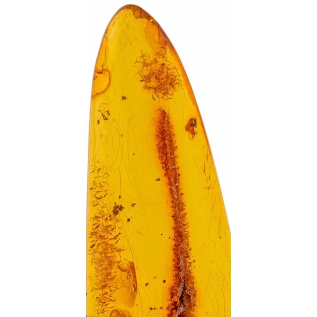 Goldenrod Eocene Epoch Fossilized Insect Inclusions Specimen For Sale - Image 8 of 10