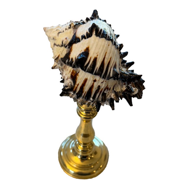 Celestial Meets the Sea Brass Adorned With Shell-Coastal Art Sculpture For Sale
