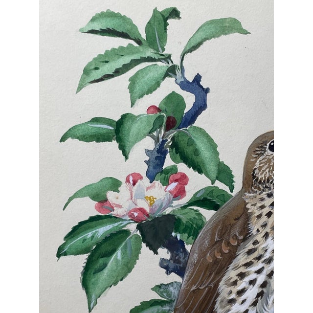 1950s Song Thrush Watercolour by Charles F. Tunnicliffe For Sale - Image 15 of 16