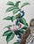 1950s Song Thrush Watercolour by Charles F. Tunnicliffe For Sale - Image 15 of 16