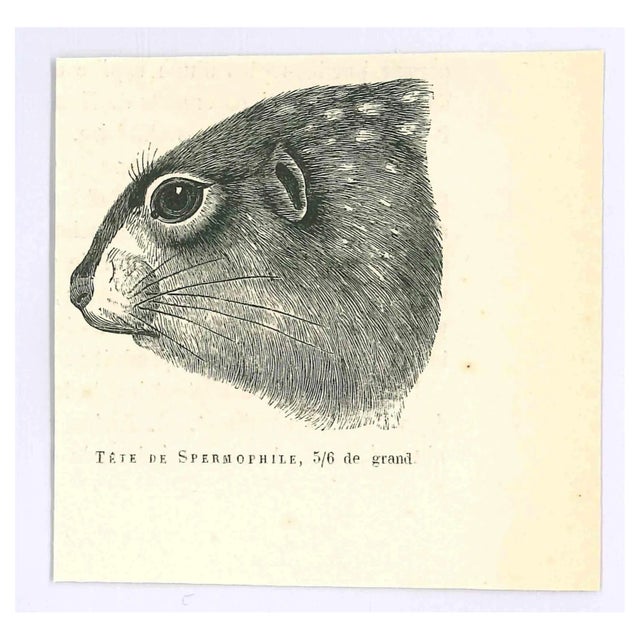 Paul Gervais, Spermophilus, Original Lithograph, 1854 For Sale
