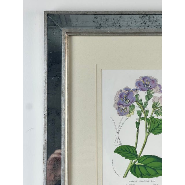 Hollywood Regency Vintage Trowbridge Custom Framed Botanical Print “Cosmanthus Grandiflorus” After Louis Van Houtte (1810–1876) For Sale - Image 3 of 10