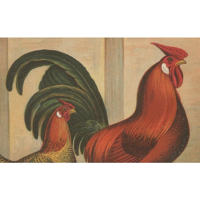 Golden Penciled Chicken, 1888, Lithograph on Paper For Sale - Image 3 of 10