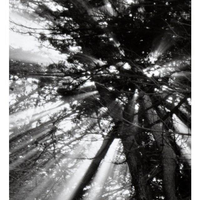 Cypress Tree Sunbeams - Black & White Landscape Photograph by Jeffrey Conley For Sale - Image 4 of 8