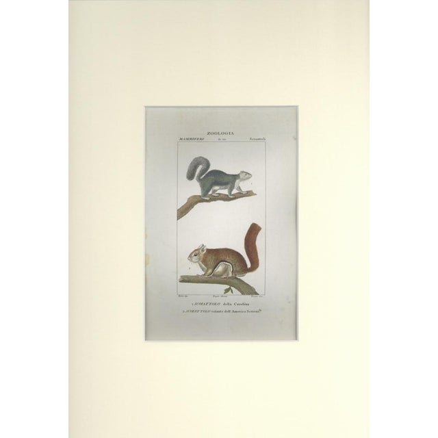 This is one of the illustrations of " Dizionario di scienze naturali " (Natural sciences dictionary) edited by Battelli...