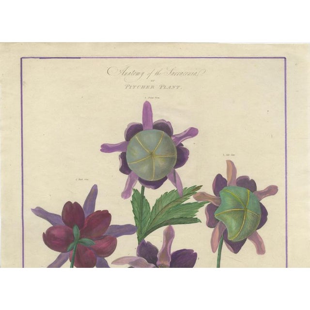 Paper After Peter Henderson, Anatomy of the Sarracenia or Pitcher Plant, 1802, Engraving For Sale - Image 7 of 9