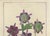 Paper After Peter Henderson, Anatomy of the Sarracenia or Pitcher Plant, 1802, Engraving For Sale - Image 7 of 9