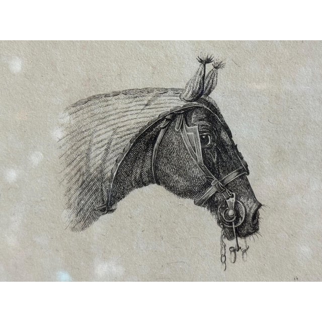 C.1800 Antique Etchings by Johannes Bemme, Set of 3 Horse Heads For Sale - Image 4 of 17